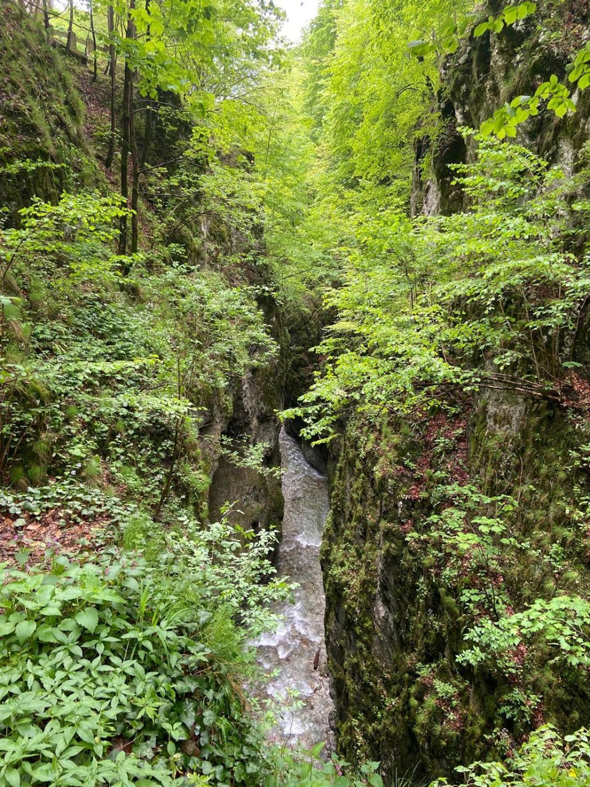 Pensiunea Craiul Muntilor-Ranca Buitenkant foto